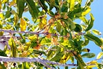 Osmanthus fragrans aurantiacus